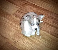 Jade, a female Chihuahua for sale in Sebring, OH – Photo 5 of 5