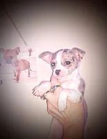 Jade, a female Chihuahua for sale in Sebring, OH – Photo 1 of 5