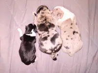 Jade, a female Chihuahua for sale in Sebring, OH – Photo 4 of 5