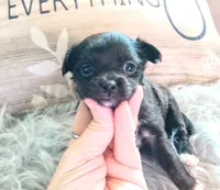 Mittens, a female Chihuahua for sale in Sebring, OH – Photo 3 of 6