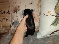 Mittens, a female Chihuahua for sale in Sebring, OH – Photo 5 of 6