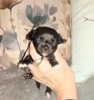 Mittens, a female Chihuahua for sale in Sebring, OH – Photo 4 of 6