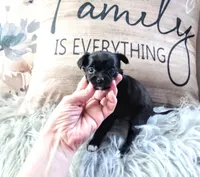 Mittens, a female Chihuahua for sale in Sebring, OH – Photo 2 of 6