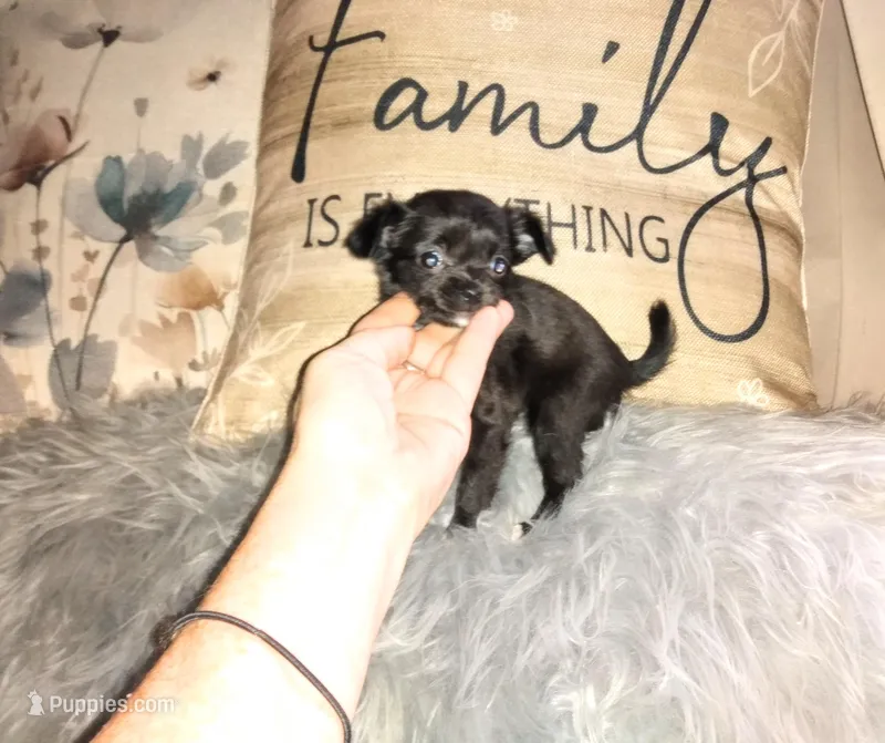 Mittens, a female Chihuahua for sale in Sebring, OH – Photo 1 of 6