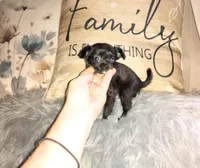 Mittens, a female Chihuahua for sale in Sebring, OH – Photo 1 of 6