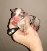 Wilma B2, a male Chihuahua for sale in Sebring, OH – Photo 1 of 2