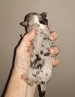 Wilma B2, a male Chihuahua for sale in Sebring, OH – Photo 2 of 2