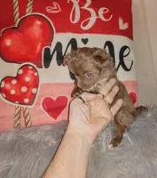 Sundae, a female Chihuahua for sale in Sebring, OH – Photo 1 of 5
