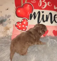 Sundae, a female Chihuahua for sale in Sebring, OH – Photo 2 of 5