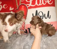 Sundae, a female Chihuahua for sale in Sebring, OH – Photo 3 of 5