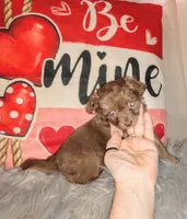 Sundae, a female Chihuahua for sale in Sebring, OH – Photo 4 of 5