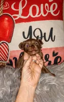 Sundae, a female Chihuahua for sale in Sebring, OH – Photo 5 of 5