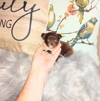 Hazel's girl, a female Chihuahua for sale in Sebring, OH – Photo 10 of 10