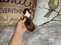 Hazel's girl, a female Chihuahua for sale in Sebring, OH – Photo 5 of 10