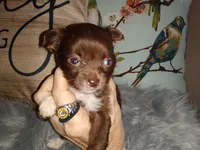 Hazel's girl, a female Chihuahua for sale in Sebring, OH – Photo 3 of 10