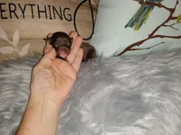 Hazel's girl, a female Chihuahua for sale in Sebring, OH – Photo 6 of 10