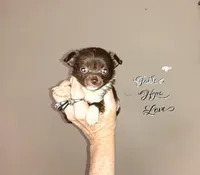 Hazel's girl, a female Chihuahua for sale in Sebring, OH – Photo 1 of 10