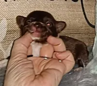 Hazel's girl, a female Chihuahua for sale in Sebring, OH – Photo 4 of 10