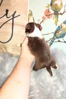 Hazel's girl, a female Chihuahua for sale in Sebring, OH – Photo 2 of 10