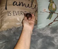 Hazel's girl, a female Chihuahua for sale in Sebring, OH – Photo 8 of 10