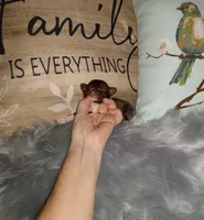 Hazel's girl, a female Chihuahua for sale in Sebring, OH – Photo 9 of 10