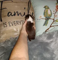 Hazel's girl, a female Chihuahua for sale in Sebring, OH – Photo 7 of 10