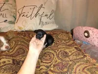 Gracie's son1, a male Chihuahua for sale in Sebring, OH – Photo 4 of 4