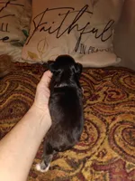 Gracie's son1, a male Chihuahua for sale in Sebring, OH – Photo 2 of 4