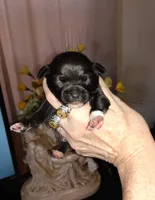 Gracie's son1, a male Chihuahua for sale in Sebring, OH – Photo 3 of 4