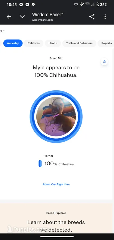 Myla – Chihuahua puppy for sale in Sebring, OH