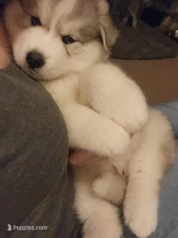 Wooly Coat grey and white male