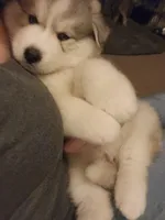 Wooly Coat grey and white male, a male Siberian Husky for sale in Parma, MI – Photo 1 of 6