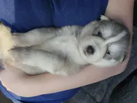 Wooly Coat grey and white male, a male Siberian Husky for sale in Parma, MI – Photo 5 of 6