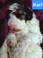 Karl, a male Poodle - Toy  for sale in Parma, MI – 2 of 3