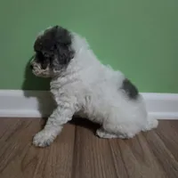 Karen (Pending until Oct 1st), a female Poodle - Toy  for sale in Parma, MI – 6 of 9