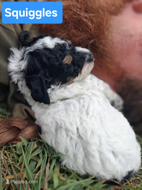 Squiggles – Poodle - Toy  puppy for sale in Parma, MI