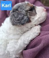 Karl, a male Poodle - Toy  for sale in Parma, MI – 3 of 3