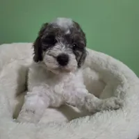 Karen (Pending until Oct 1st), a female Poodle - Toy  for sale in Parma, MI – 5 of 9