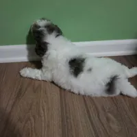Karl, a male Poodle - Toy  for sale in Parma, MI – 4 of 9