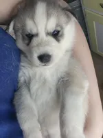 Standard Grey Male , a male Siberian Husky for sale in Parma, MI – Photo 4 of 6