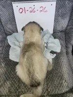 Standard Grey Male , a male Siberian Husky for sale in Parma, MI – Photo 6 of 6