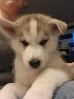 Standard Grey Male , a male Siberian Husky for sale in Parma, MI – Photo 1 of 6