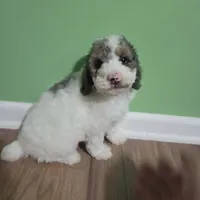 Karl, a male Poodle - Toy  for sale in Parma, MI – 2 of 9