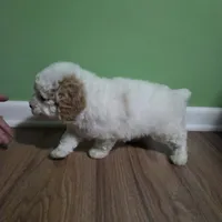 Tanner (pending until Oct 1st), a male Poodle - Toy  for sale in Parma, MI – 5 of 8