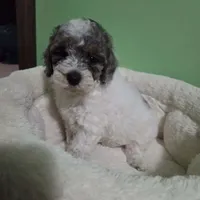 Karen (Pending until Oct 1st), a female Poodle - Toy  for sale in Parma, MI – 4 of 9