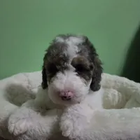 Karl, a male Poodle - Toy  for sale in Parma, MI – 3 of 9