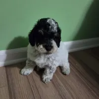 Squiggles, a male Poodle - Toy  for sale in Parma, MI – 3 of 9