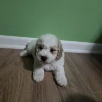 Tanner (pending until Oct 1st), a male Poodle - Toy  for sale in Parma, MI – 2 of 8