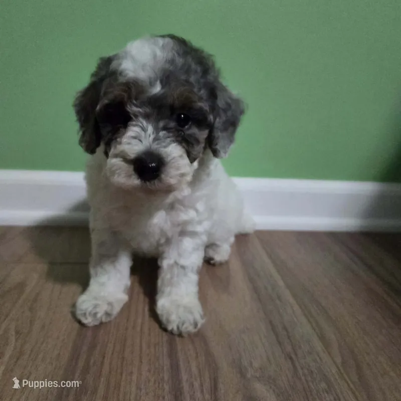 Karen – Poodle - Toy  puppy for sale in Parma, MI