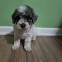 Karen (Pending until Oct 1st), a female Poodle - Toy  for sale in Parma, MI – 1 of 9